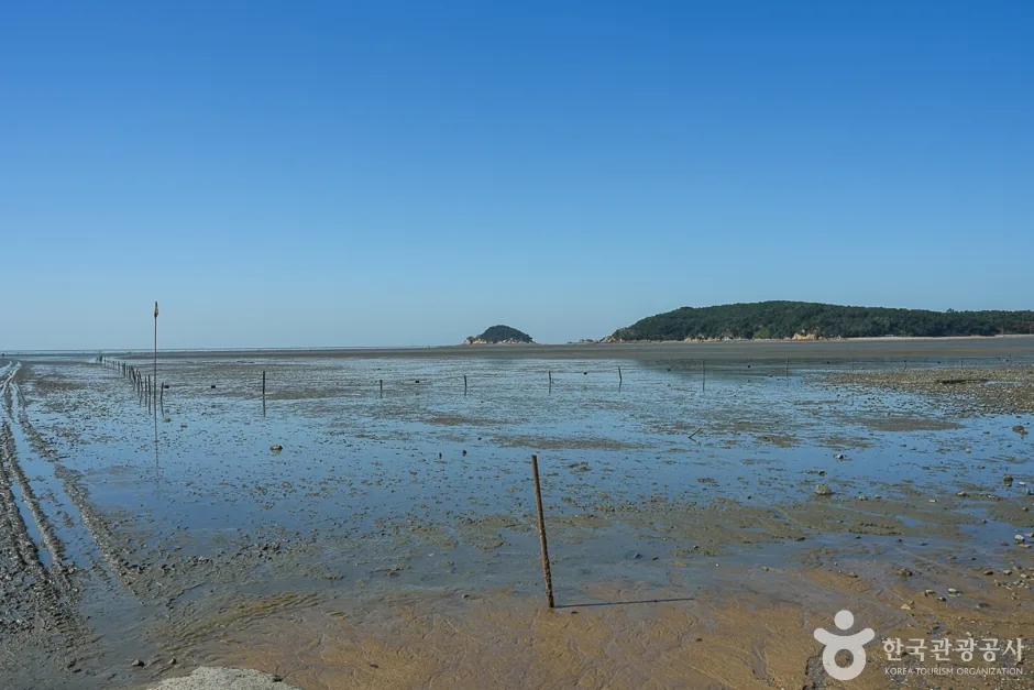 대부도 갯벌 조개잡이 체험 모습