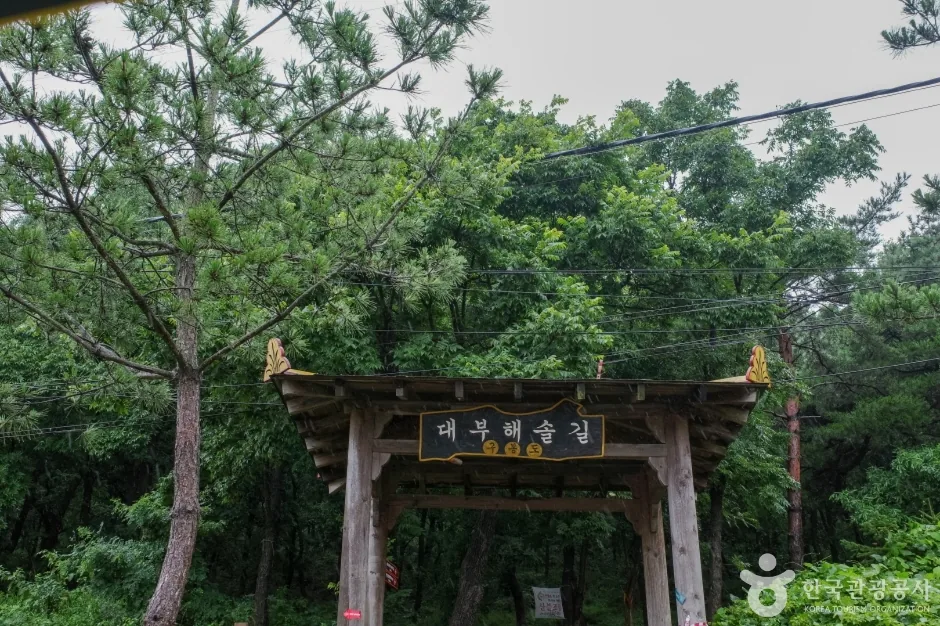대부해솔길 소나무숲 데크 산책로