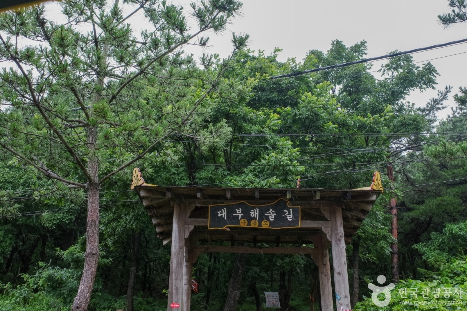 대부해솔길 소나무숲 데크 산책로