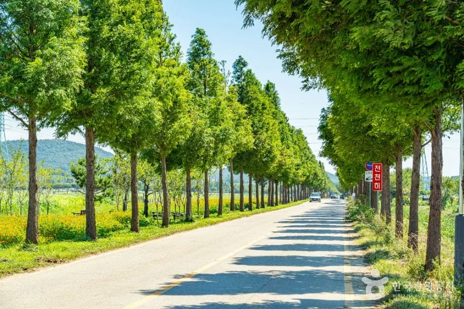 대부바다향기테마파크 메타세쿼이아 가로수길